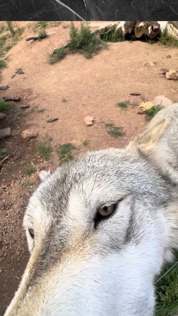 Я просто хотел снять волка. 🐺 Но он сделал это, и я чуть не...