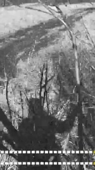 TG: nexpertGM Подвернул лапу, но не сдался! #shorts #независимыйэксперт #георгиймедведев #авто