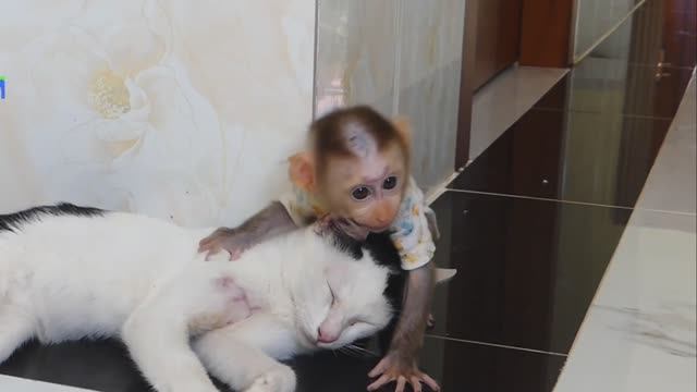 Обезьянка с ЖРУГОМ КОТЕНКОМ играюс с живым КУЗНЕЧИКОМ И КОШКОЙ Веселая добрая компания