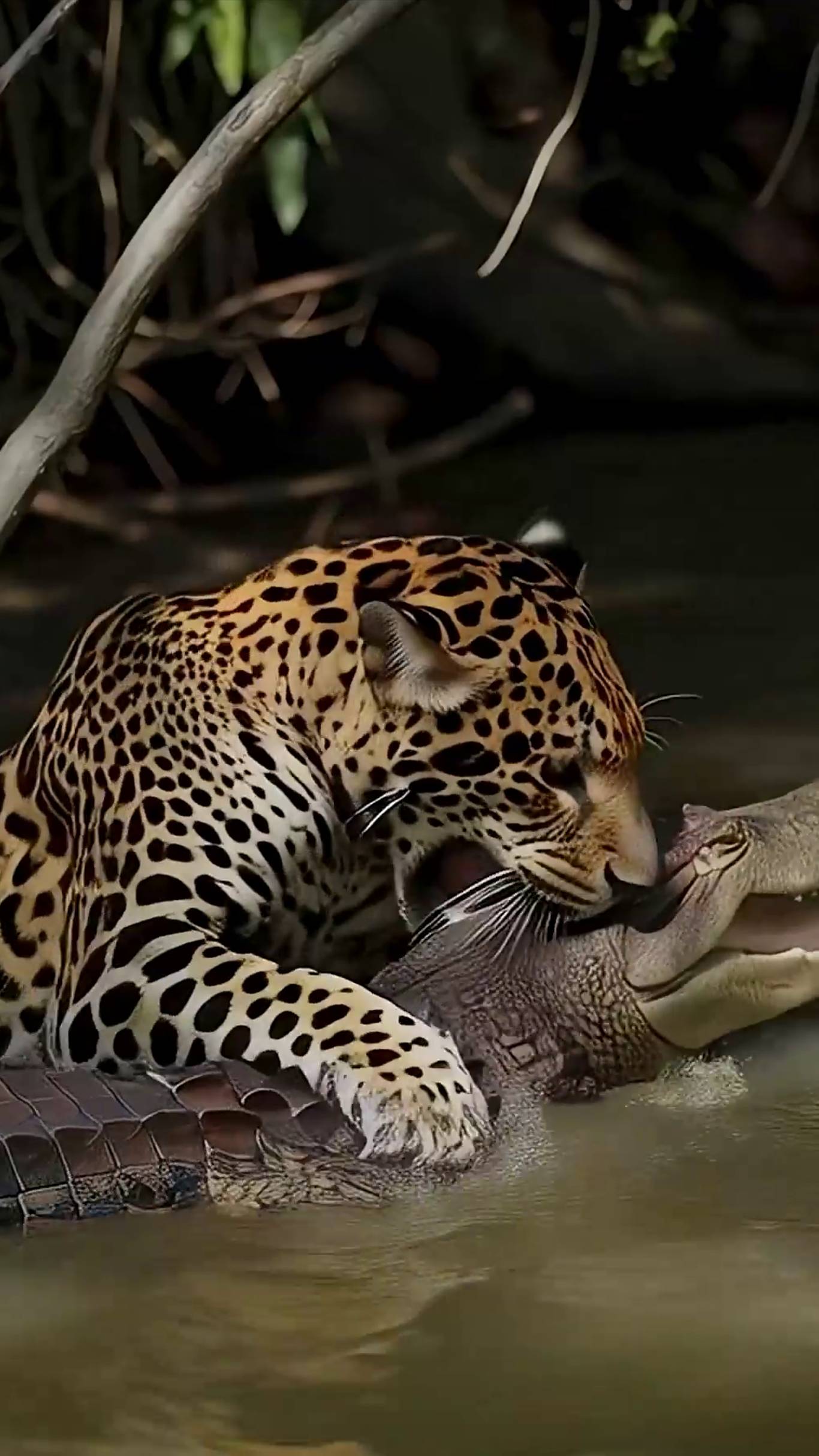 Схватка ягуара с кайманом (ai)