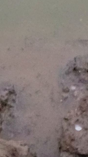 Опасная красавица