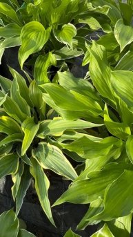 Хоста — королева тени в вашем саду!🌿