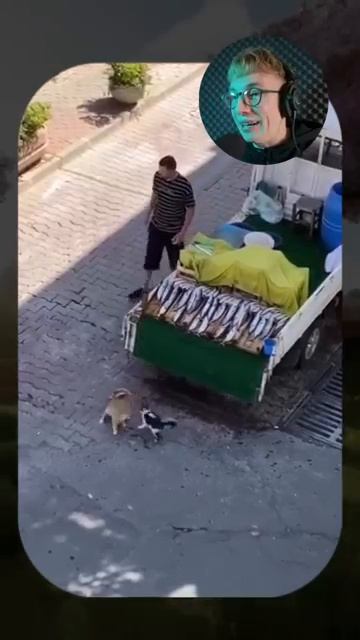 ВИРУСНЫЕ_ВИДЕО_Самый_толстый_кот_🐱