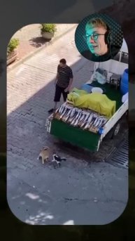 ВИРУСНЫЕ_ВИДЕО_Самый_толстый_кот_🐱