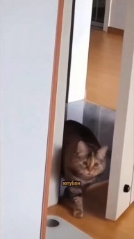 Животные, которые живут в своем ритме 🕺🐾 #БезумныеЗвери #ВайбТикТок #СмехБезПричин