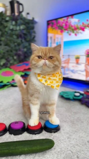 Кота на диету Толстый