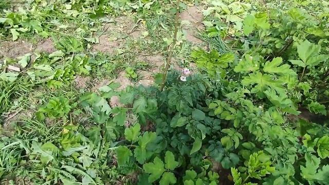 мой первый урожай картошки на участке.