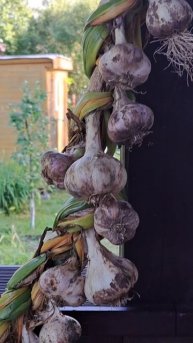 КАК ХРАНИТЬ ЧЕСНОК?