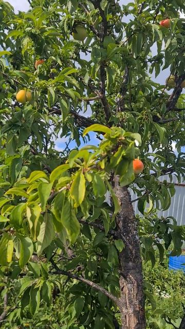 Сибирские абрикосы. Наконец-то нормальный урожай.