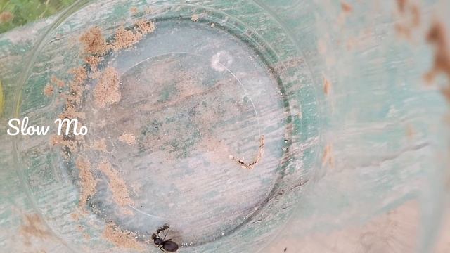 ПЕРВЫЙ МУРАВЕЙ🐜