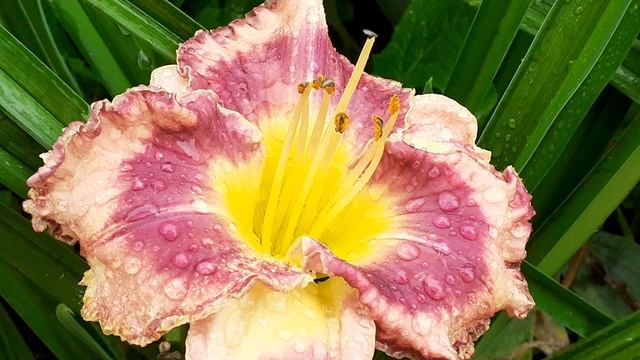 лилейник сеянец №344 (Vlasova' 2025)