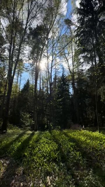 УЧАСТОК В СОСНОВОМ ЛЕСУ