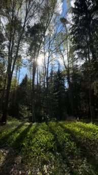 УЧАСТОК В СОСНОВОМ ЛЕСУ