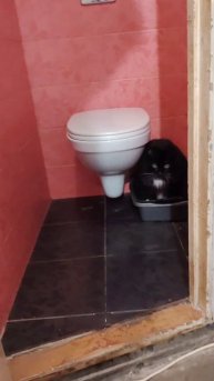 Щемит кота 🤣
