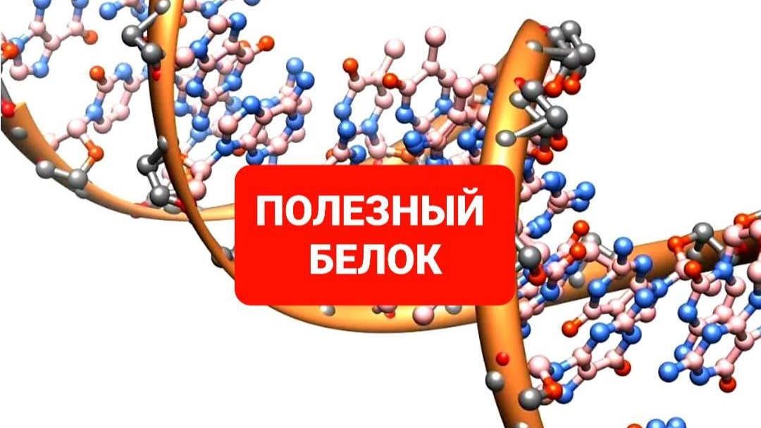 ПОЛЕЗНЫЙ БЕЛОК