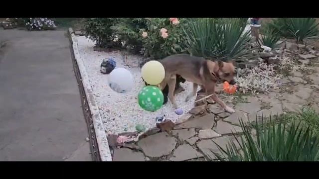 Пёсик и воздушные шары