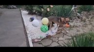 Пёсик и воздушные шары