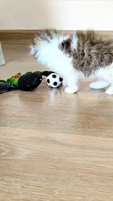 Котенок и паук играют с мячом.