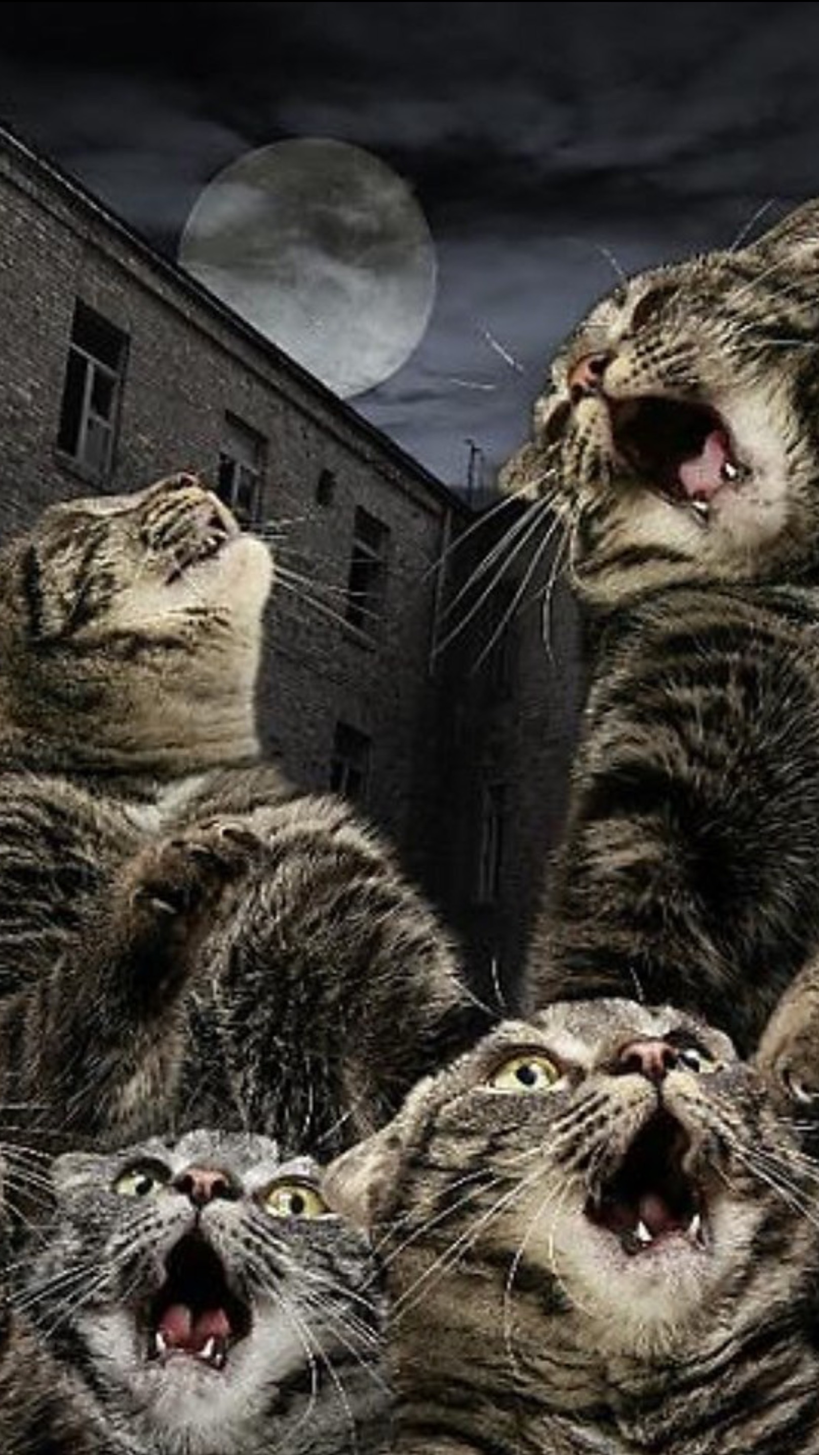 Ночная разборка усатых преступников🐱