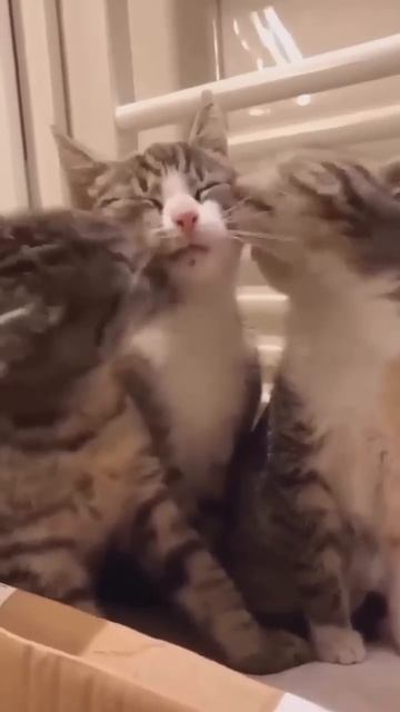 Смешные_пушистики_Смешные_моменты_с_животными_2024_№36_#ff_#домашниепитомцы