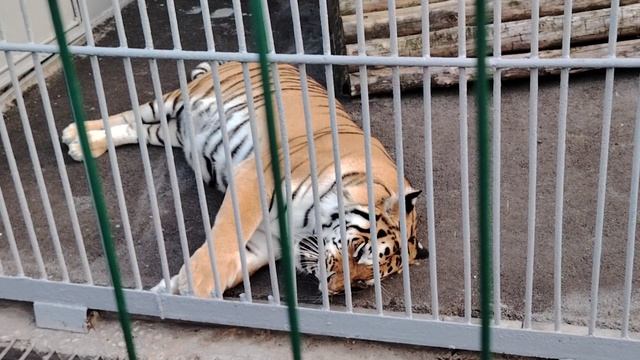 Красивый тигр в зоопарке.