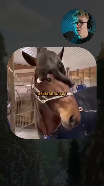 Умора гарантирована! 😂🐾 #СмешныеЖивотные #ВирусныеРолики #ПозитивТикТок