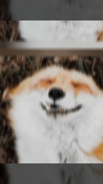 Лисий вальс