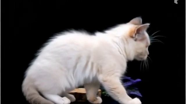 Ragdoll Plush Doll Ru
котята рэгдолл