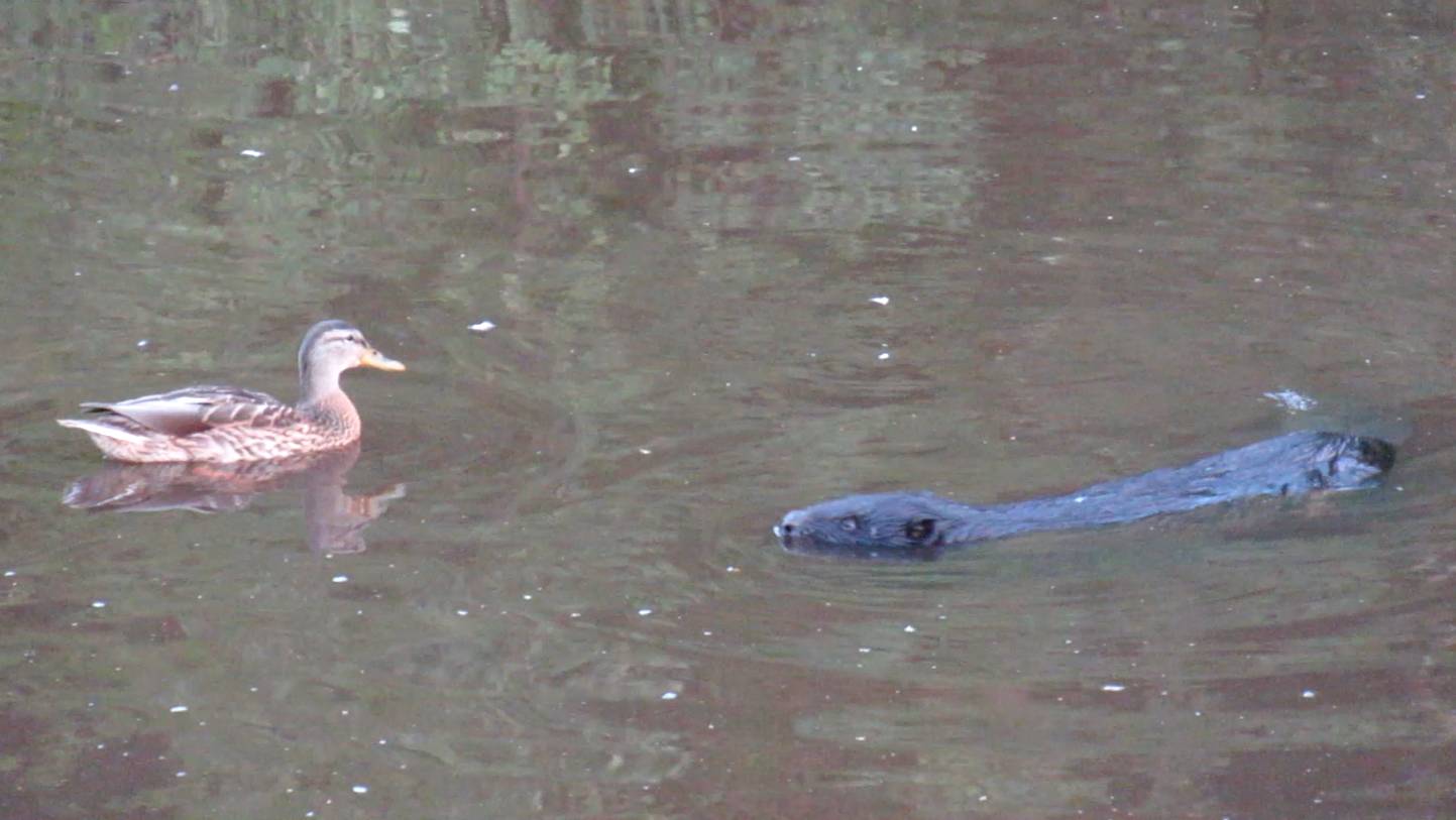 Люди приходят на пруд покормить уточек, а там бобр...