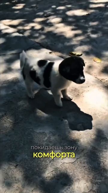 Южная Корея | я зависимый