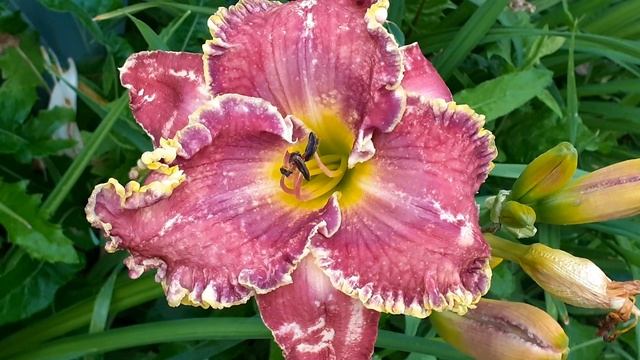 лилейник ЖАНЭ (Vlasova' 2024)