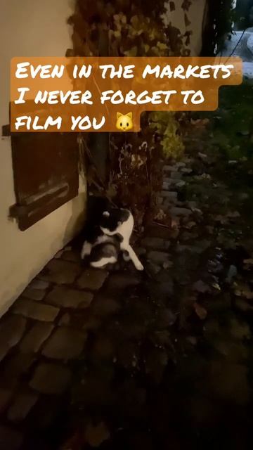 Christmas market cat in Bad Wimpfen, Germany