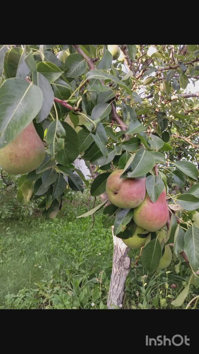 Во саду ли...