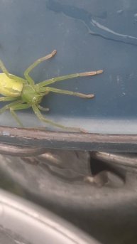 Микромата зеленоватая