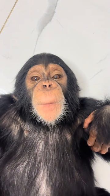 Эта обезьяна — звезда интернета! Ты не поверишь, что она вытворяет. 🤣