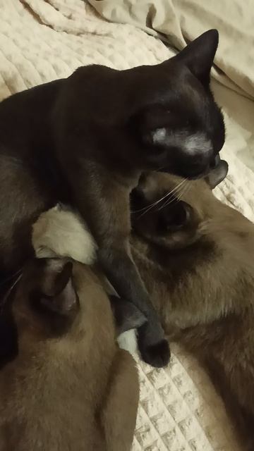 Звери! Оставьте детям молоко!)