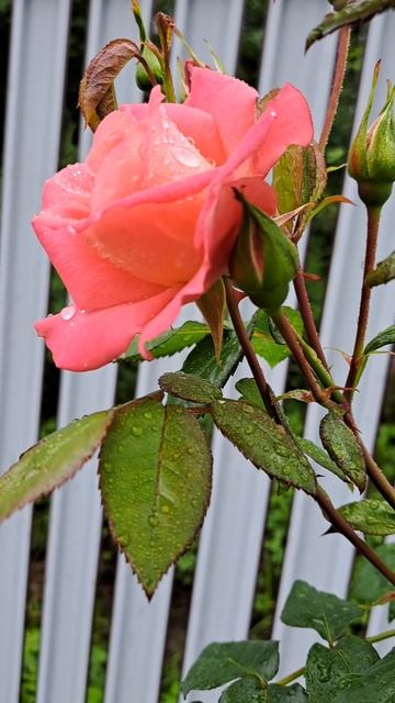 Удивительная роза.