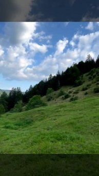 лес в Альпах