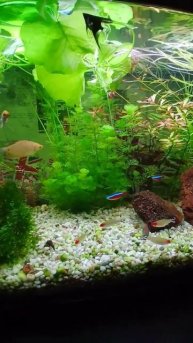 Аквариум это хорошо #music #newmusic #singersongwriter