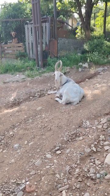 Козёл в Горах ©20240614