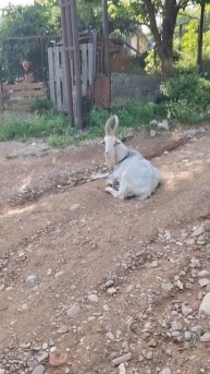 Козёл в Горах ©20240614