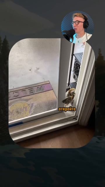 Почему животные смешнее людей? 😆 #ЗверскийСмех #ВирусноеВидео #ЛучшееНаТикТок