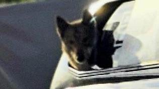 На открытие сезона охоты