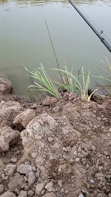 Красиво плавает