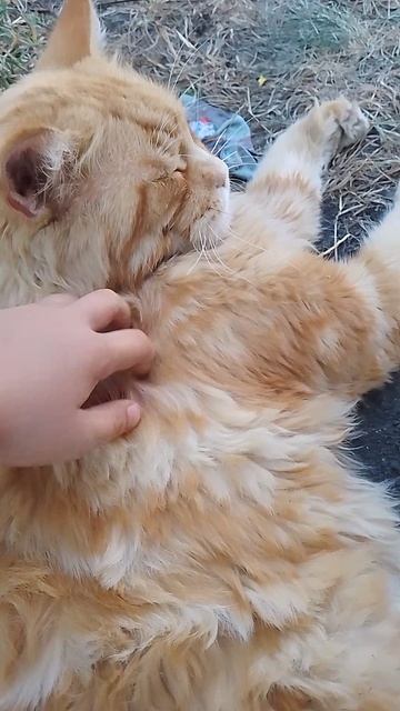 Мой томат😸