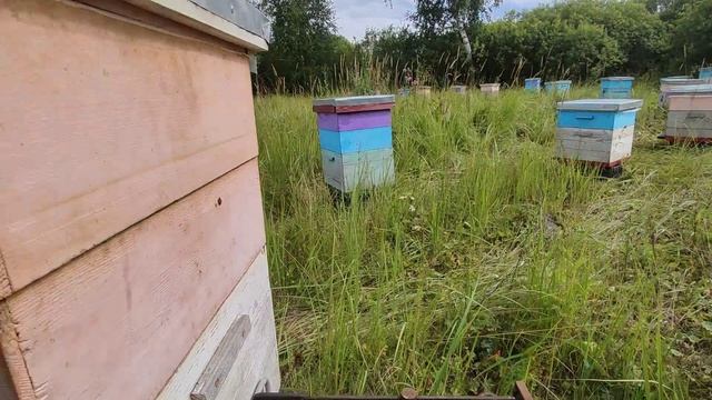 Подсолнух минус 1 кг