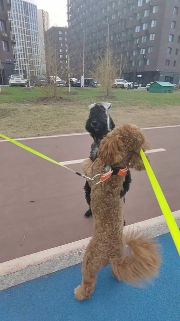 Танцы 11.04.2024