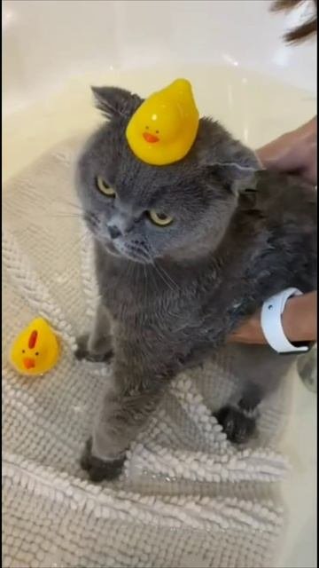 Смешные коты #71-7