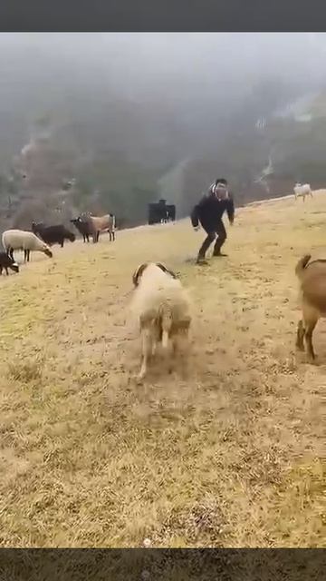 Весёлые козлы