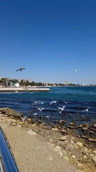 Чайки (Феодосия)